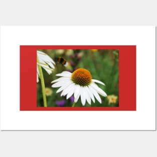 Echinacea Purpurea with Bee Posters and Art